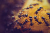 7 Tips for Choosing Ant Food for Your Ant Farm
