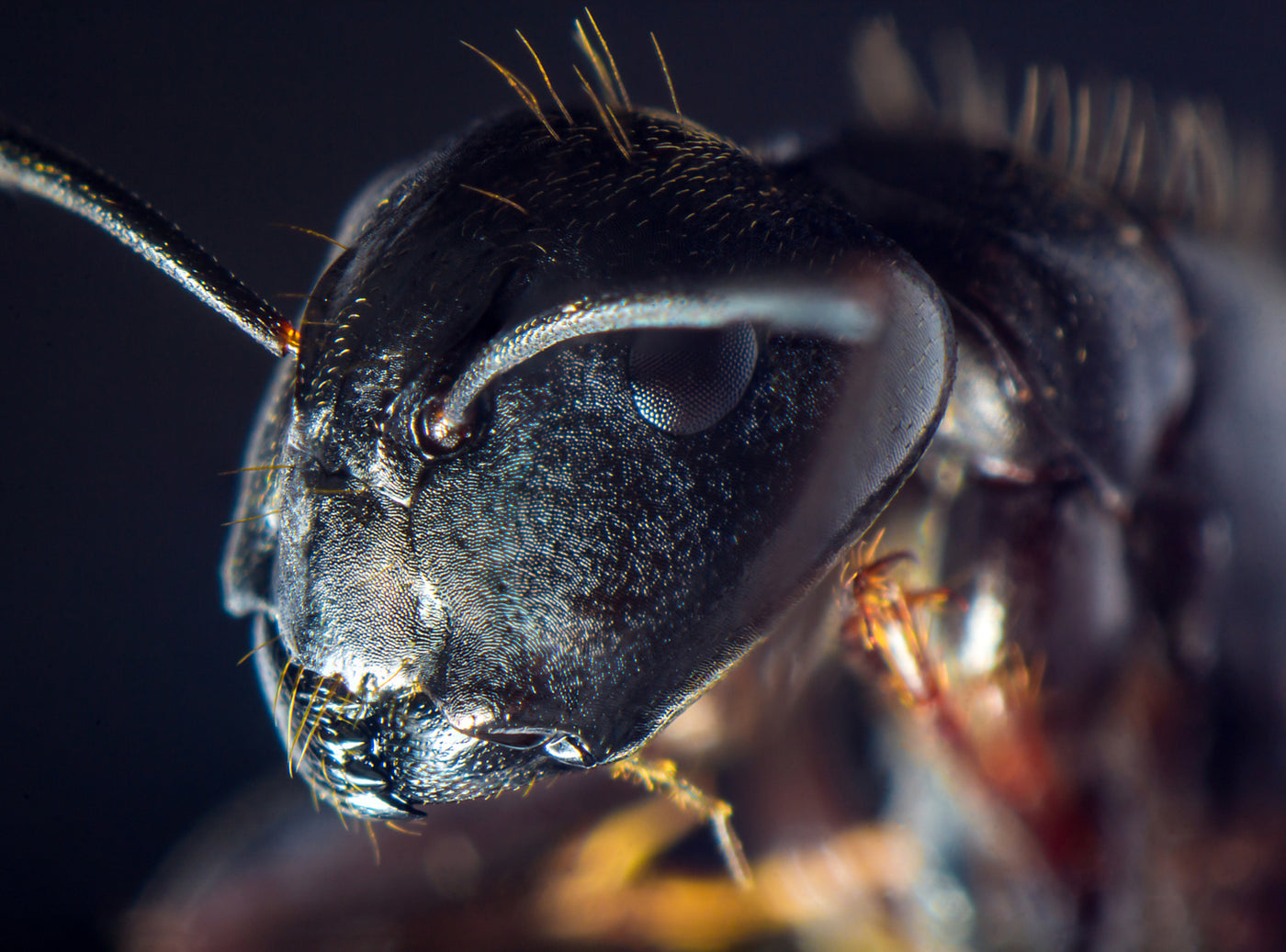 Carpenter Ants vs Black Ants: An In-Depth Comparison Guide