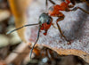 Do Ants Sleep? A Look at an Ant's Daily Life