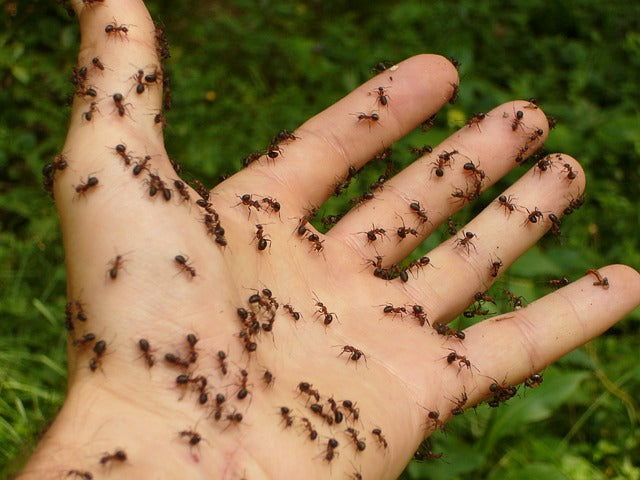 Do Ants Have Hearts?