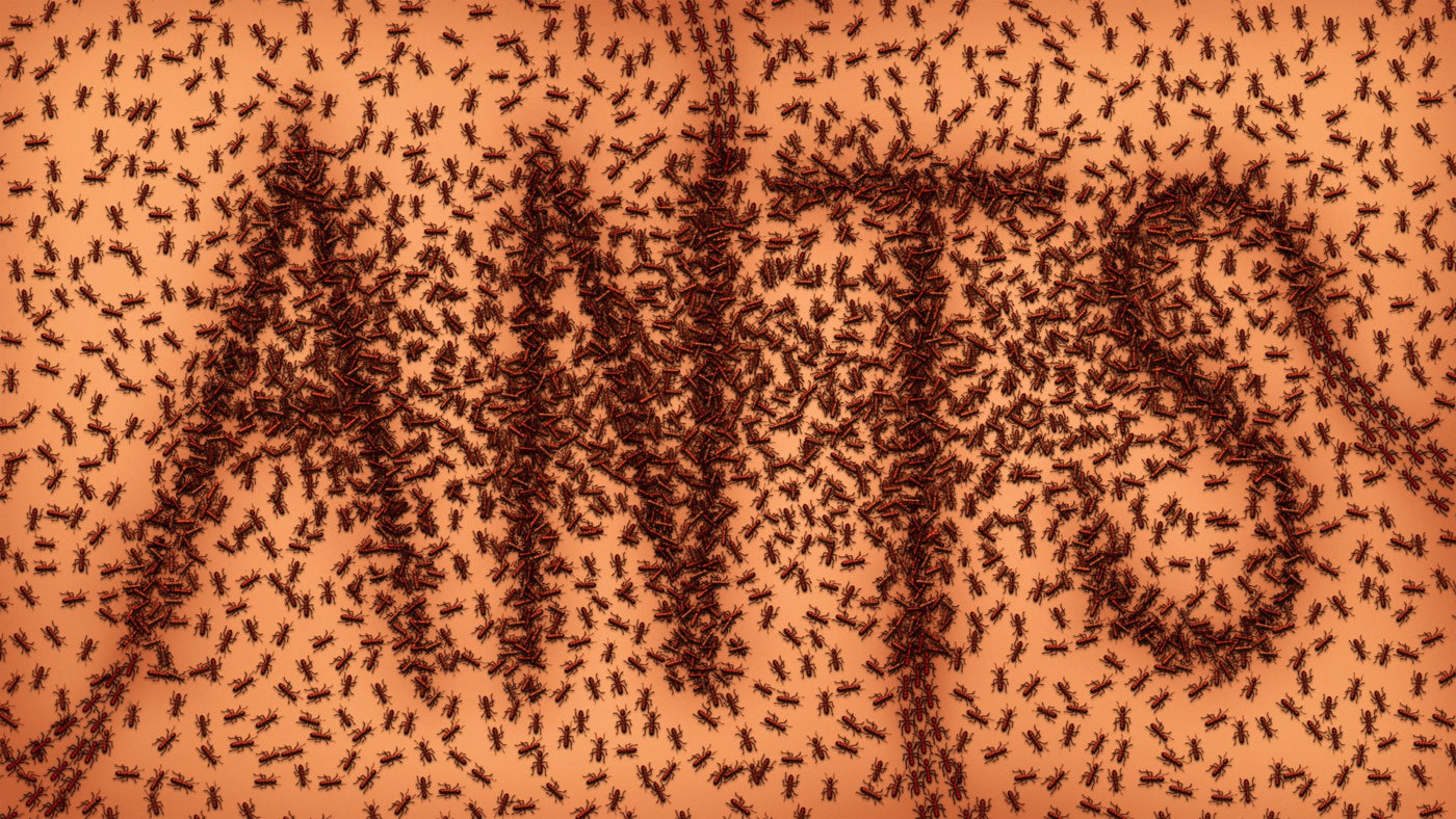 How to Start Your Own Ant Farm
