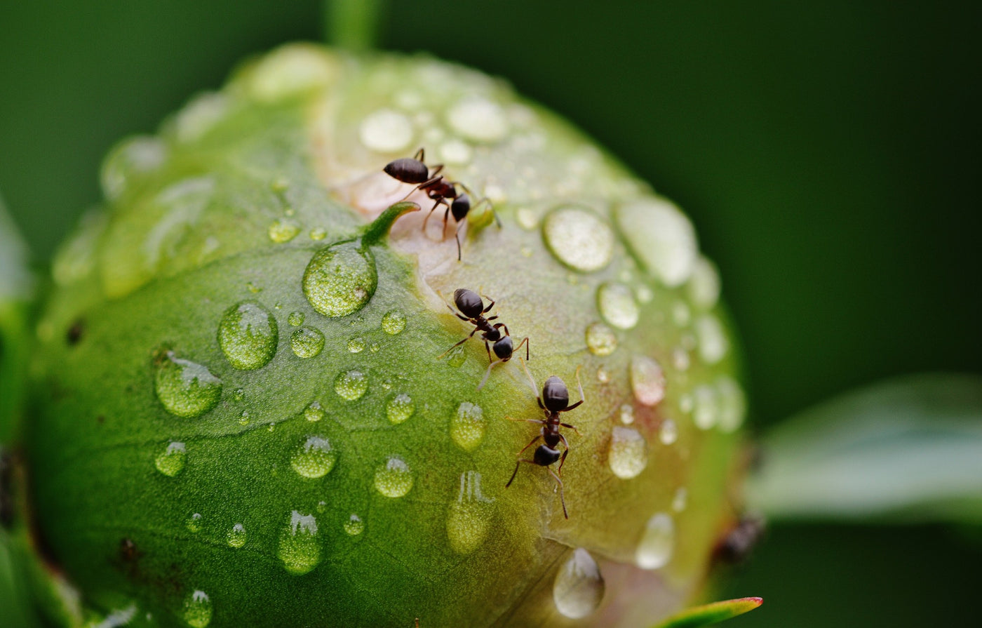 What Do Ants Eat?