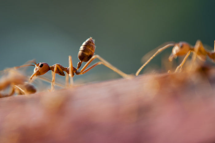 7 Tips for Creating the Best Ant Farm