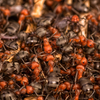 Ant Species Spotlight: Top 5 Most Common Ants for Ant Farms