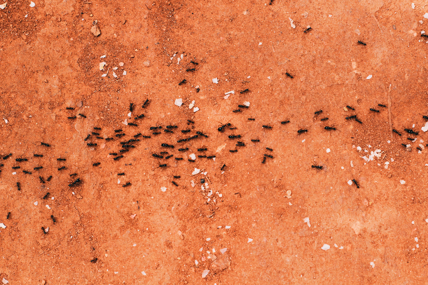 How Long Do Ants Live? A Complete Guide - Everything Ants