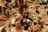 Battle of the Biting Insects: Fire Ants vs. Red Ants