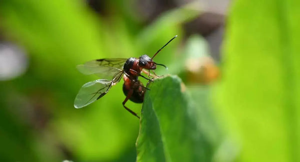 Queen Ant With Wings 600x.webp?v=1687881560