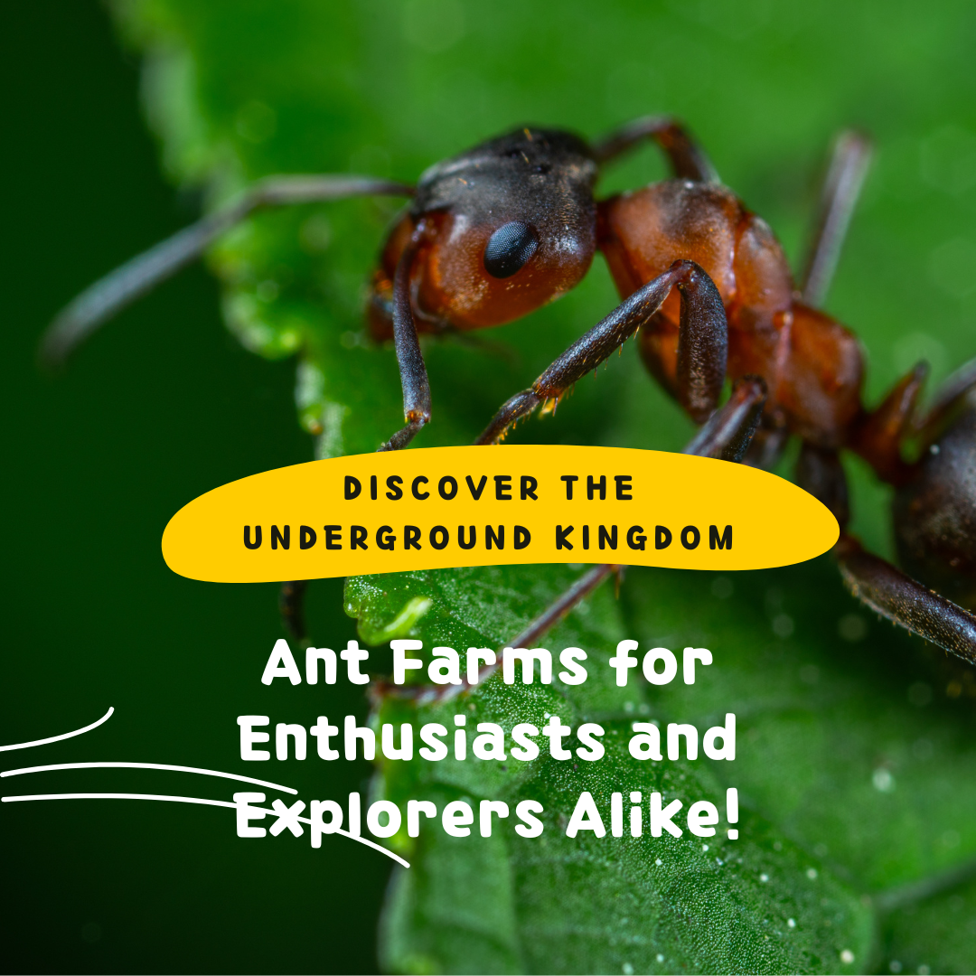 Welcome to Everything Ants