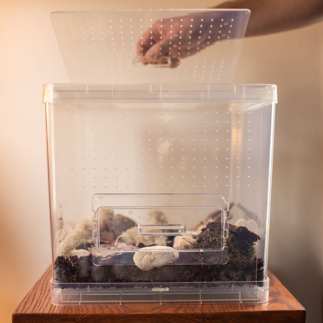 Critter Cube Reptile Enclosure