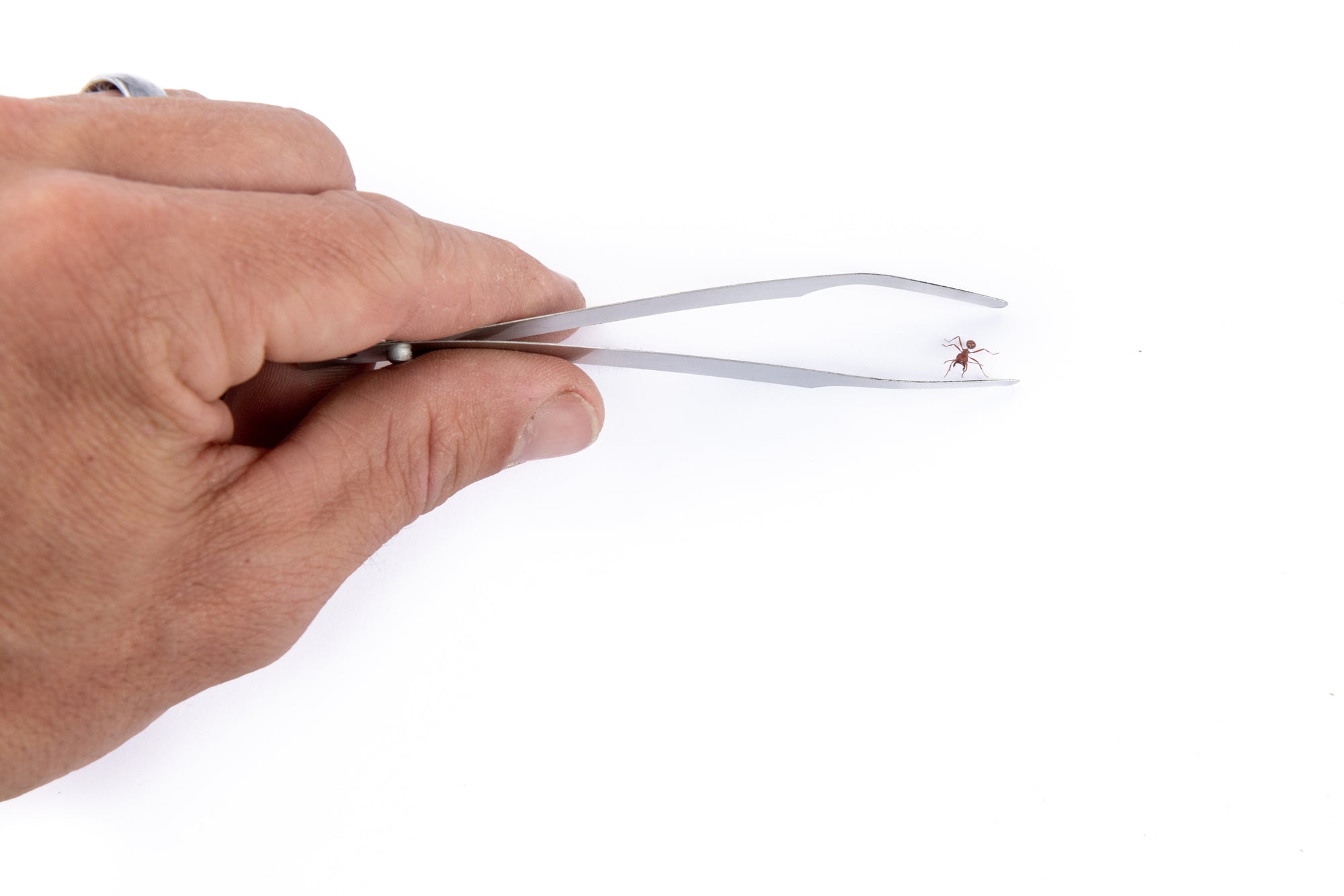 Featherweight Ant Tweezers (Combo Set)